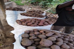 Irish Potatoes from Uganda